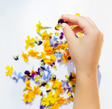 hand picks out flower petal