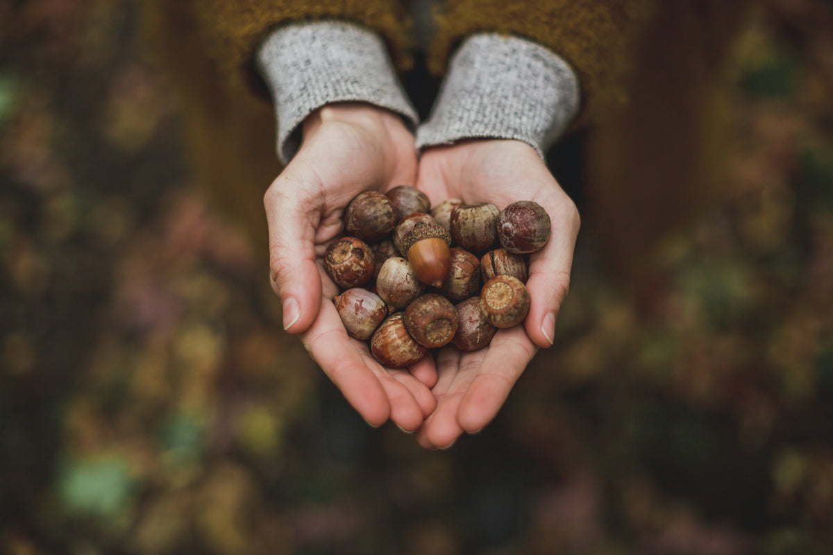 handful of acorns