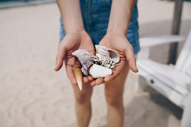 handful of shells