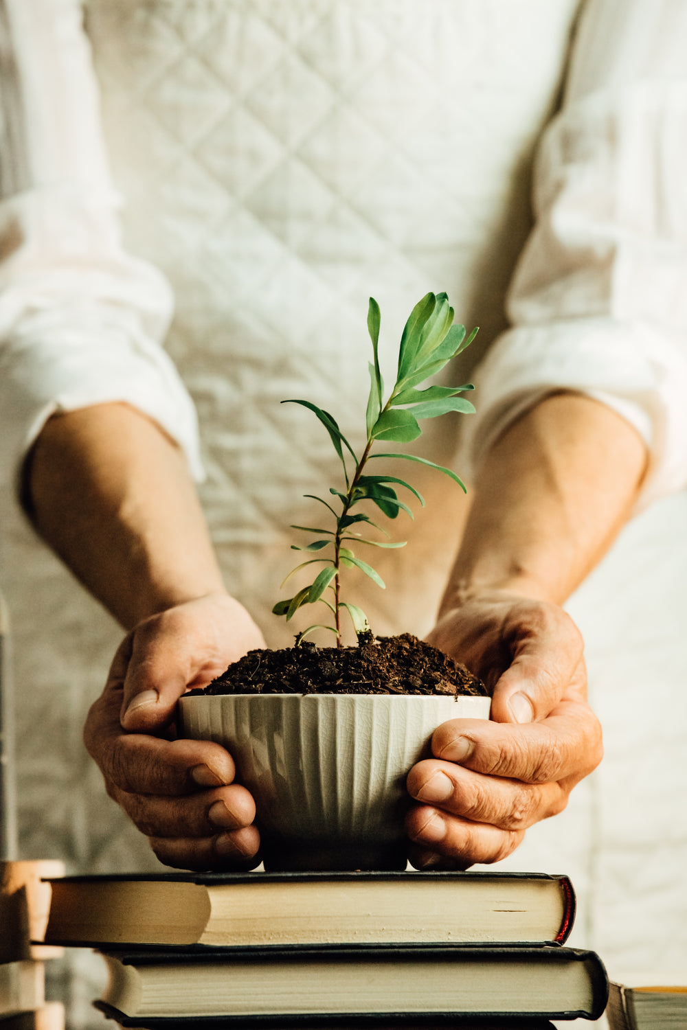 hands cup a bowl with a plant in it