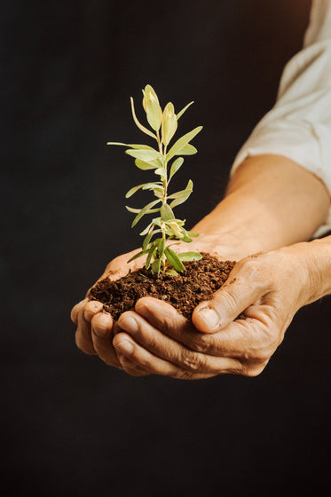 hands cup a small plant in dirt