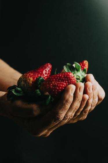 hands cup ripe red strawberries on black background