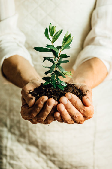 hands cup to hold a small plant in dirt