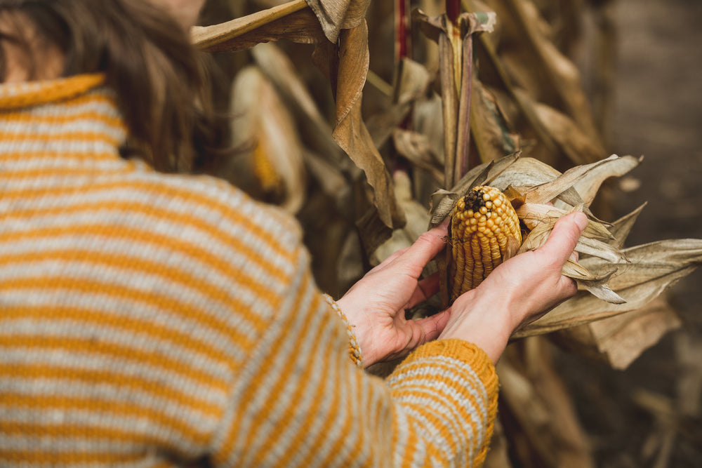 hands & harvest corn in autumn