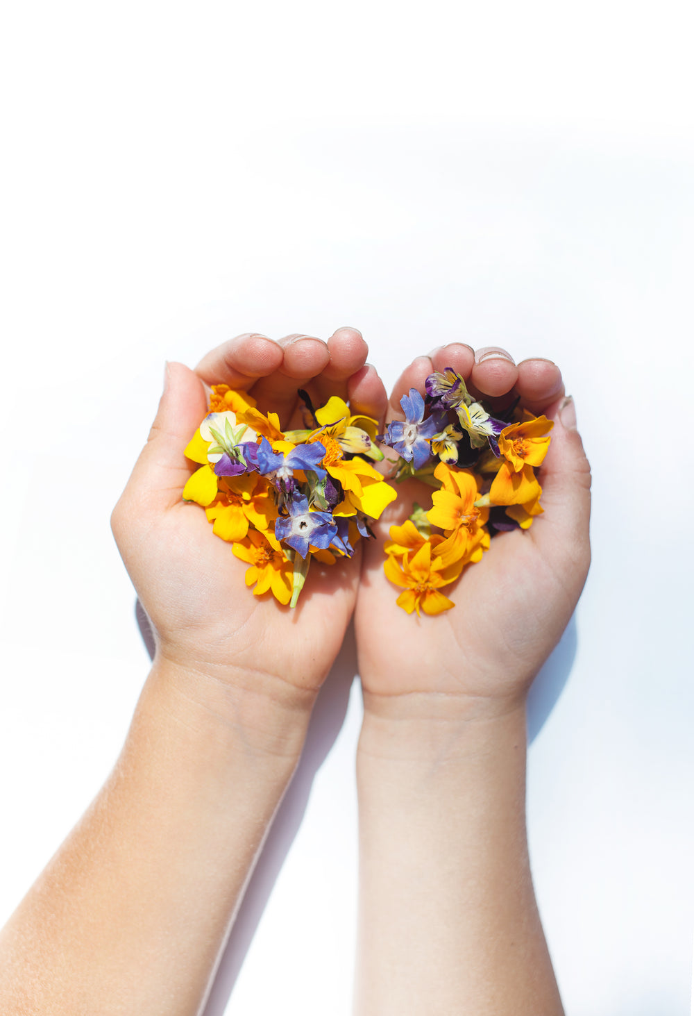 hands hold out flower petals