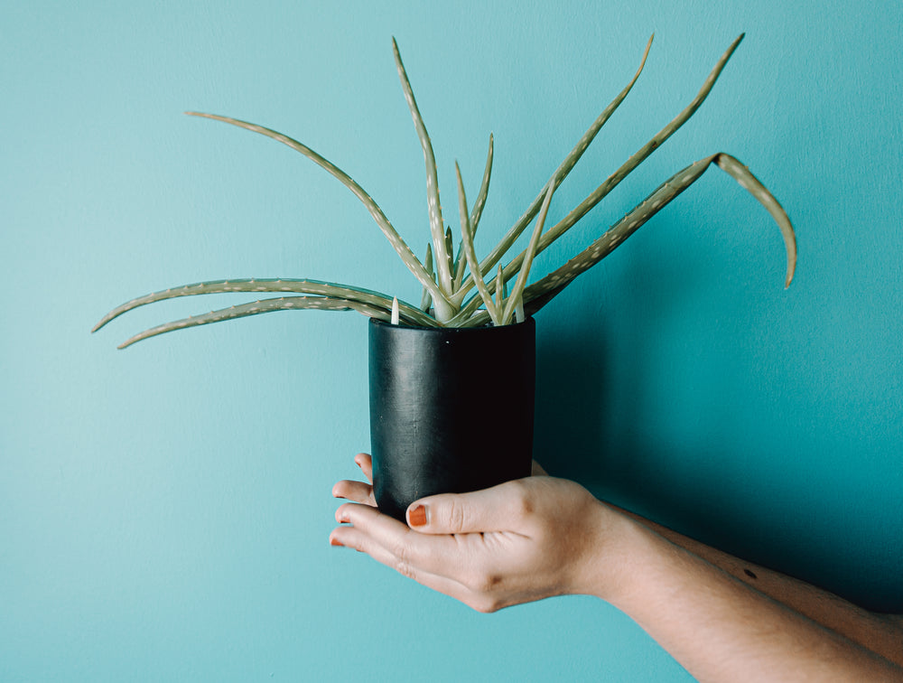 hands hold up a potted aloe plant