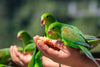 hands holding feed for small vibrant green birds