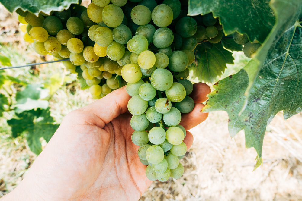 hands holding grapes on the vine