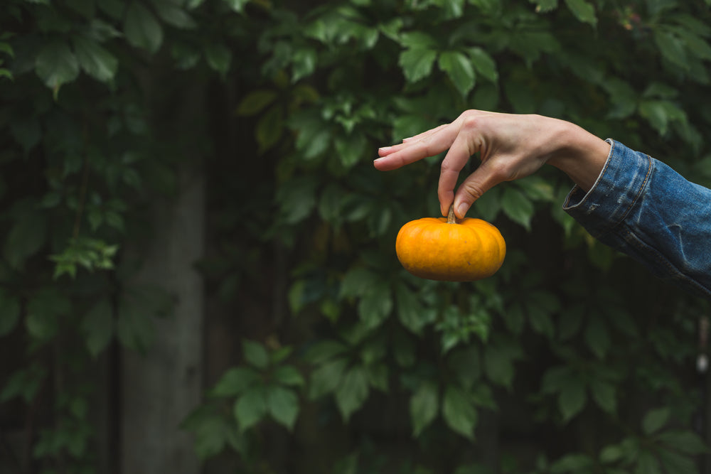 hands holding small pumpkin