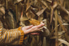hands peel corn husk