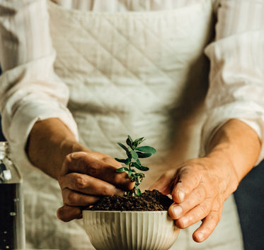 hands plant a seedling into a white bowl