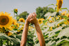 hands reach high in a sunflower field