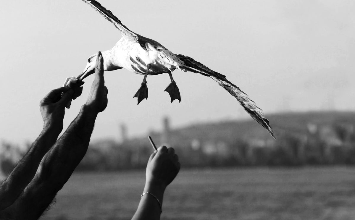 hands reach to feed a flying seagull
