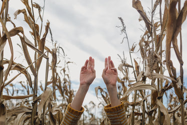 hands reaching up in cornfield