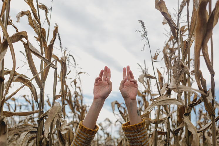 Hands Reaching Up In Cornfield