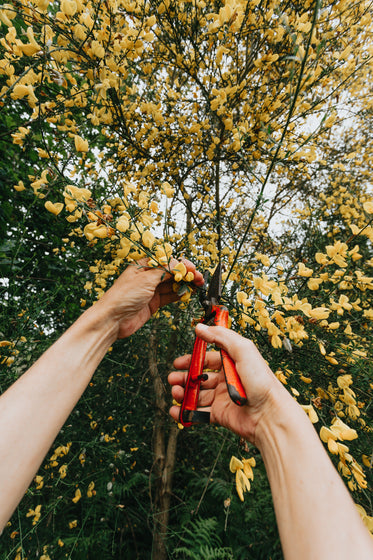 hands use pruning shears to trim floral tree branches