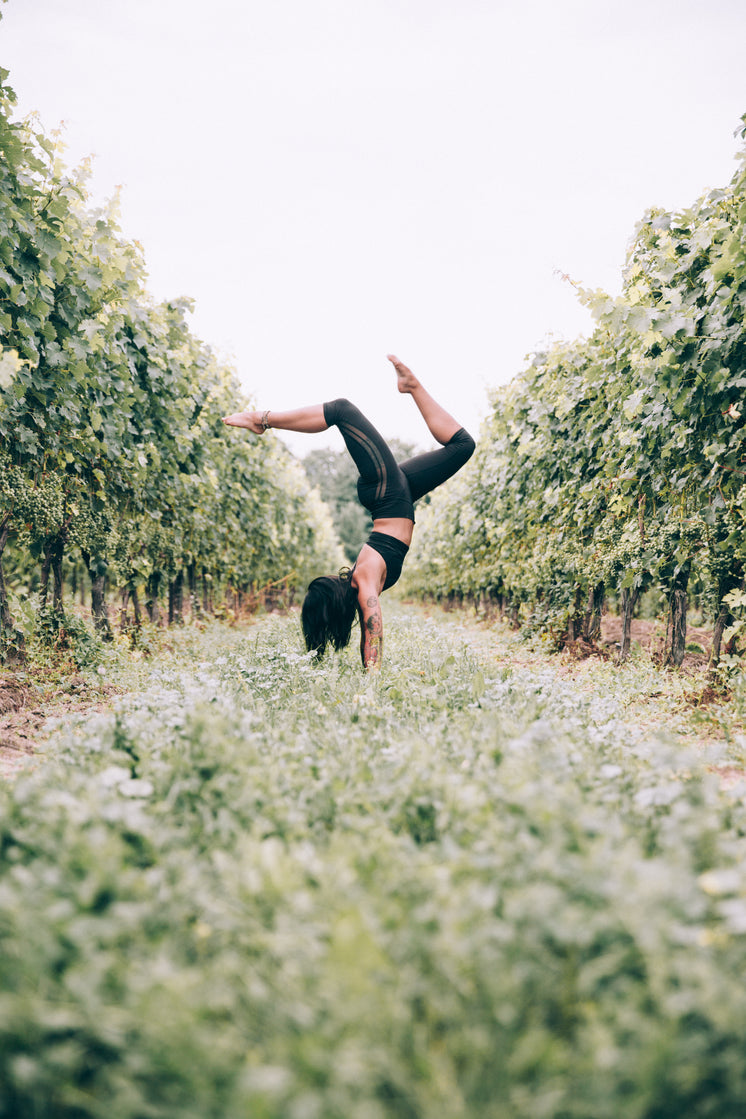 https://burst.shopifycdn.com/photos/handstand-and-balance-in-trees.jpg?width=746&format=pjpg&exif=0&iptc=0