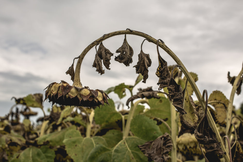 hanging dead sunflower