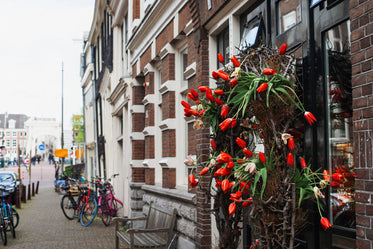 hanging tulips