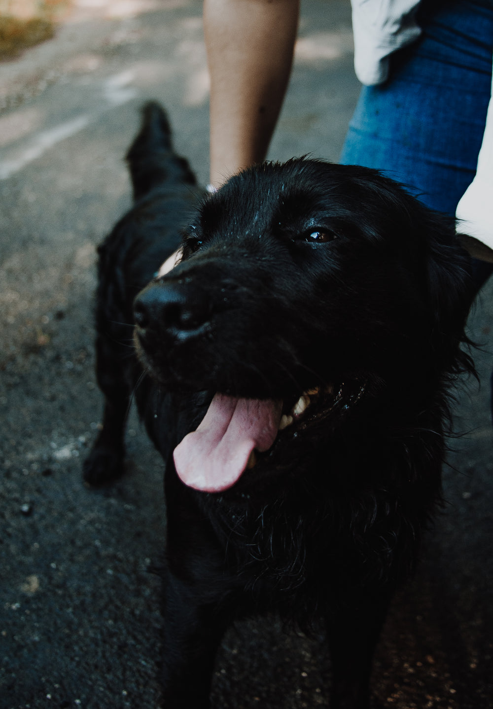 happy dog gets pets