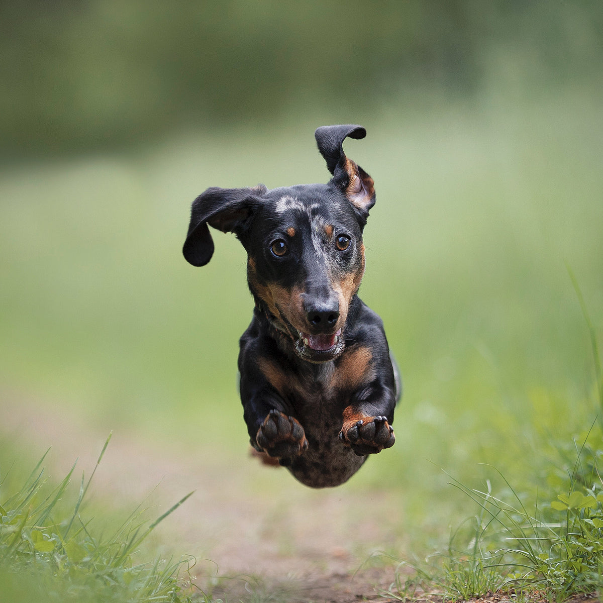 快乐的狗在绿草小道上奔跑