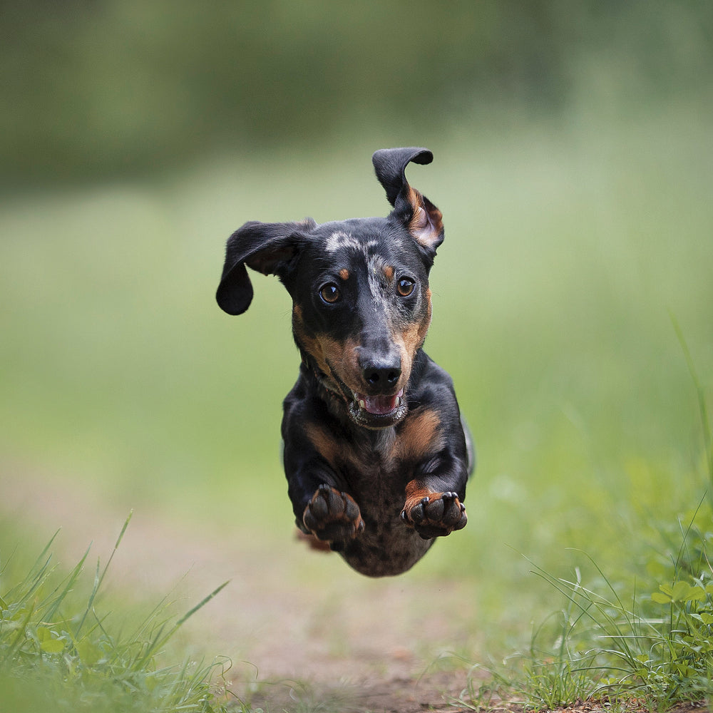 happy dog runs on a green grassy trail