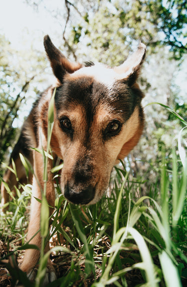 happy dog walking through long grass