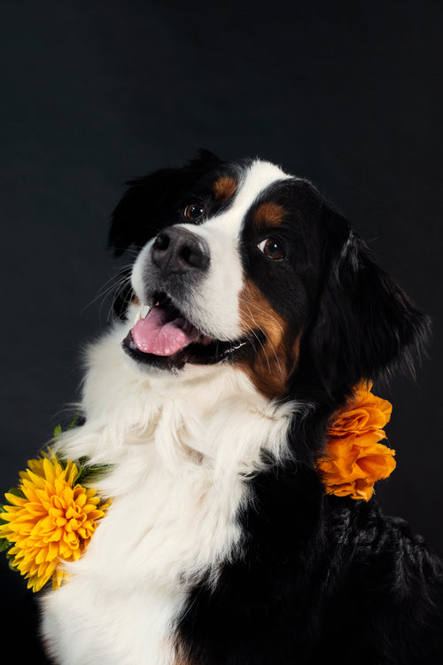 happy dog wears flowers