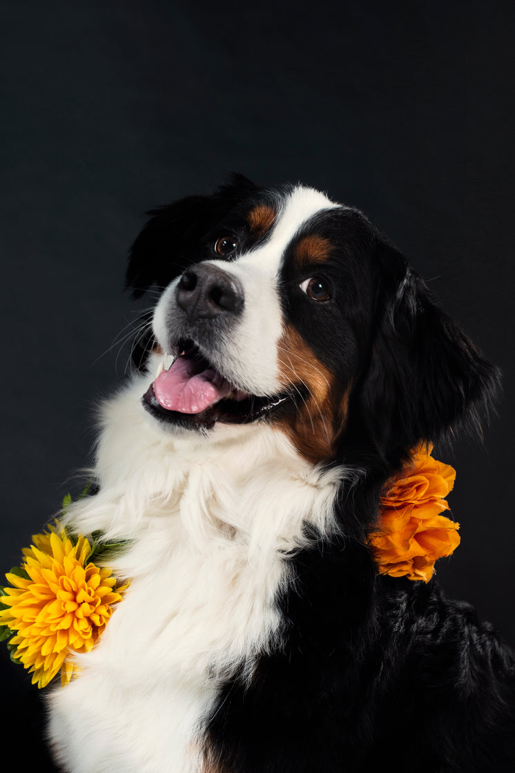 happy-dog-wears-flowers.jpg?width=746&fo