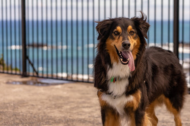 happy dog with tongue hanging out