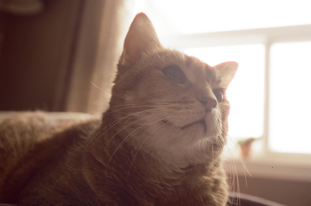 happy ginger cat