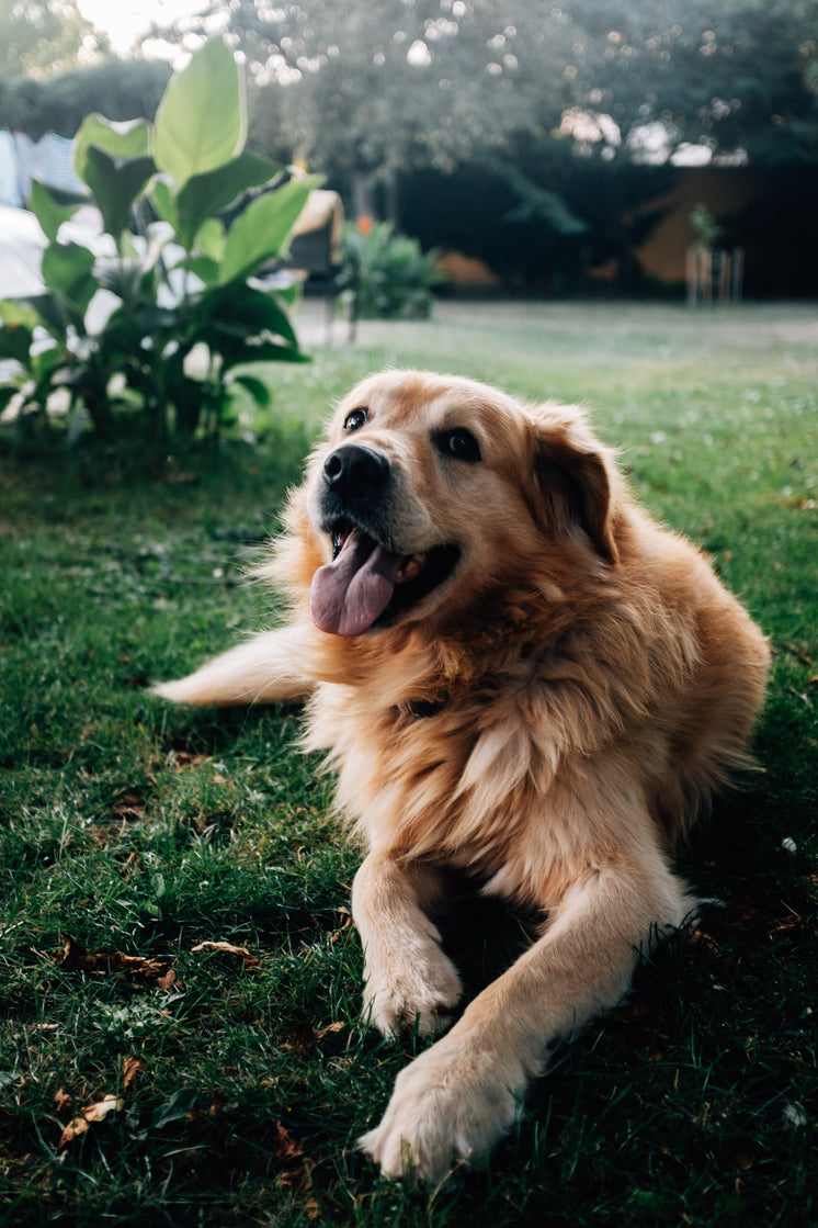 happy-golden-retriever-in-summer.jpg?wid