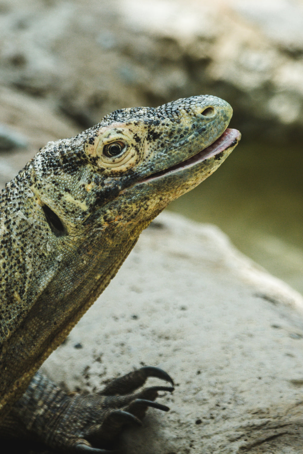 happy komodo dragon