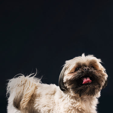 happy shih tzu dog