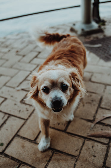 happy street dog