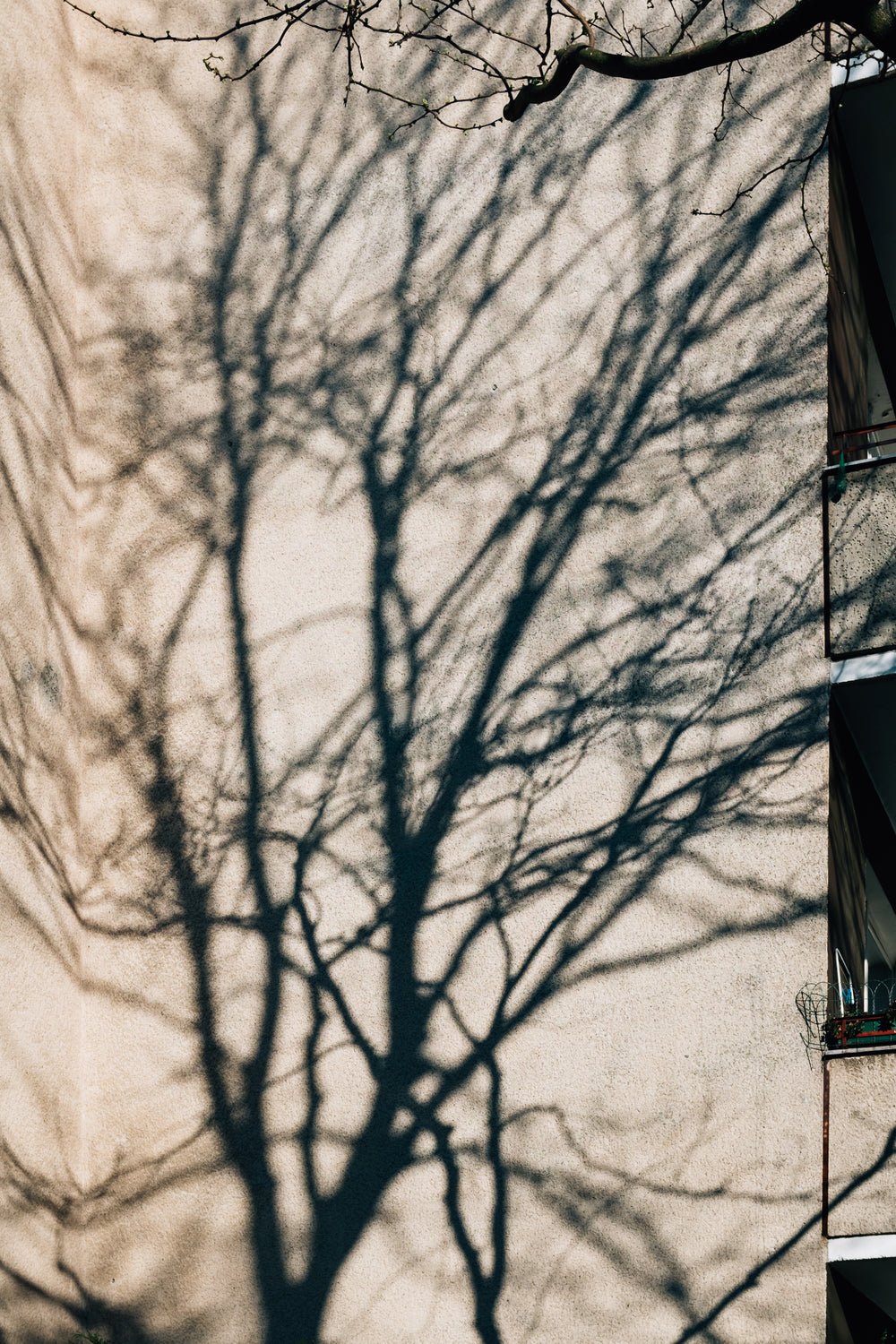 harsh shadows of trees on building