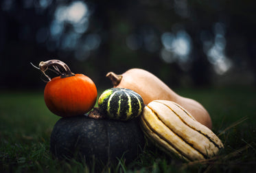 harvest vegetable pile