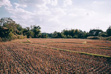 harvested wheat field