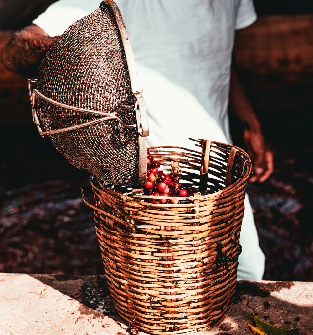 harvesting coffee in central america