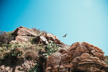 hawk hunting over desert cliff