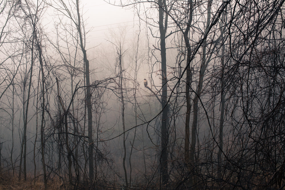 hawk in foggy woods