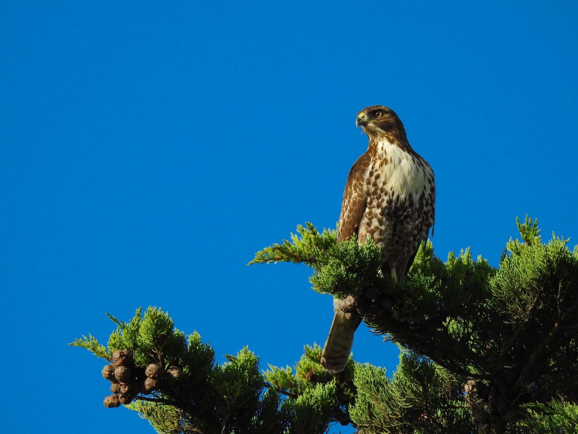 High Res Hawk Perches Picture — Free Images