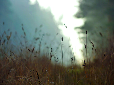 hazy meadow morning