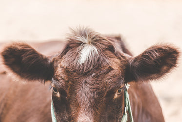 head of cow resting on farm