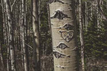 heart carved in birch tree