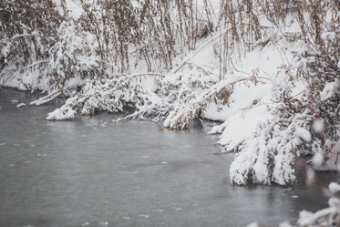 Picture of Heavy Snow On Branches By water — Free Stock Photo