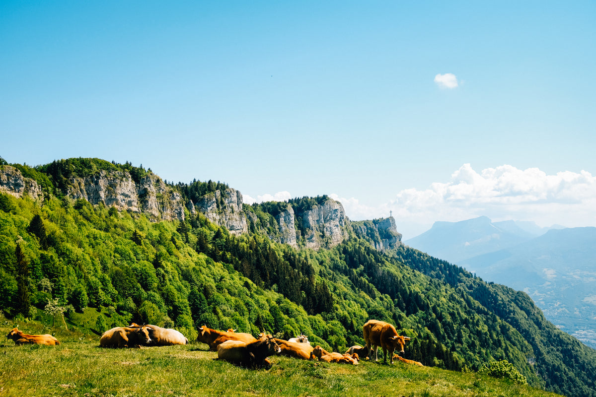 herd of lazy cows on green mountains