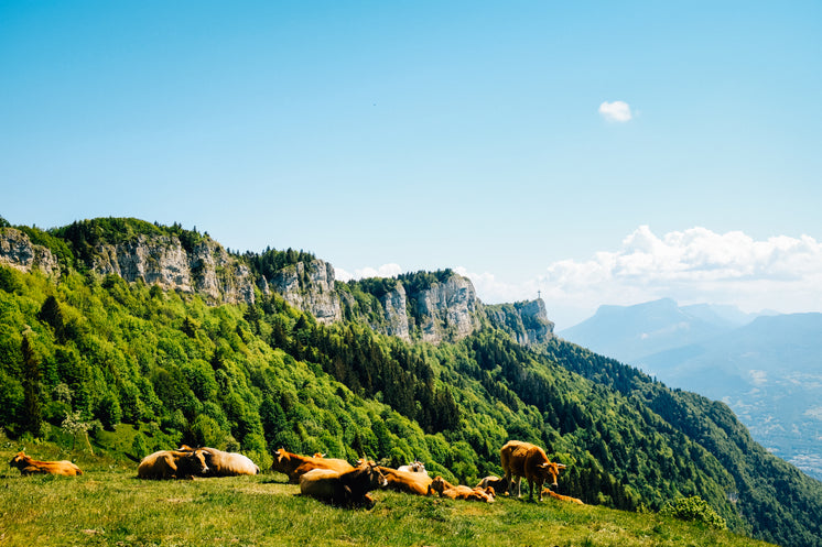 Herd Of Lazy Cows On Green Mountains