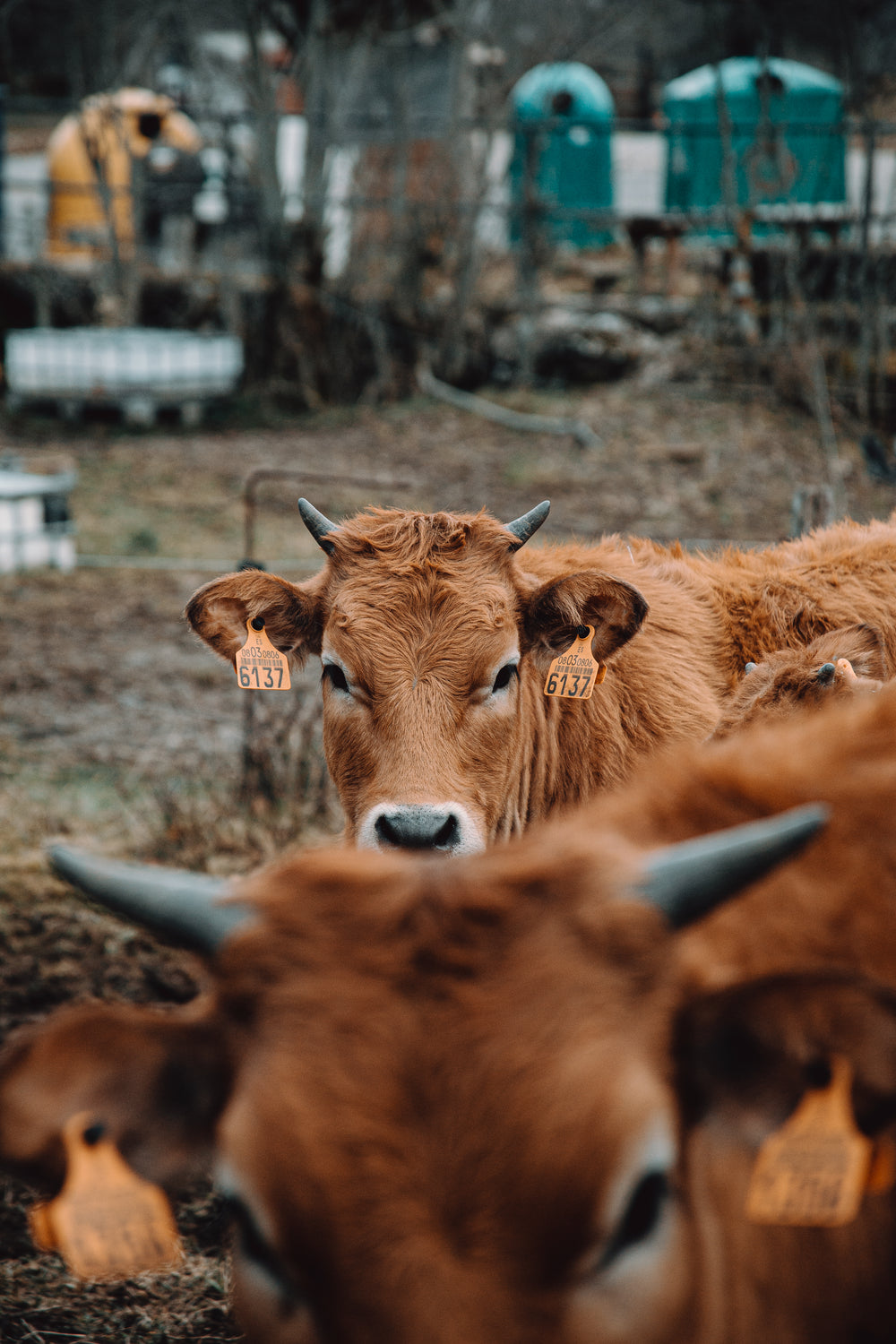 herd of red tagged cows