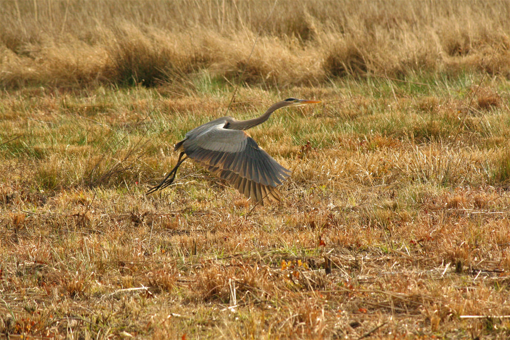 heron in flight